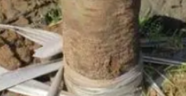 受損樹苗都是怎么處理的？