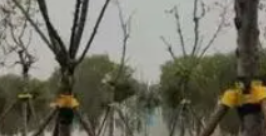 廣州樹木栽植三個原則是什么？
