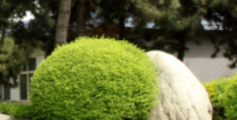 城市街道景觀不僅有街道綠化要求，還要體現(xiàn)該城市的文化和藝術(shù)