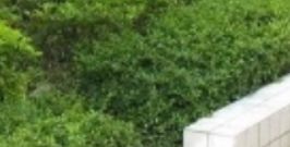 如何保證園林綠化工程的施工質(zhì)量？