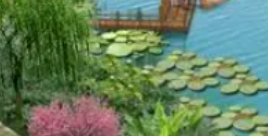園林景觀設(shè)計需求考慮不同植物的標準與分配辦法