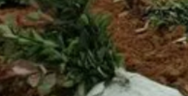 園林綠化工程是如何收費(fèi)的?園林綠化工程是按什么報(bào)價(jià)?