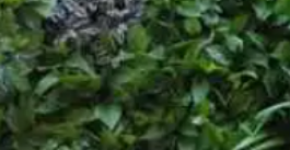 植物綠墻有哪幾種實(shí)現(xiàn)方式？