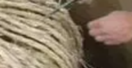 廣州金躍園林綠化工程樹苗的移植方法