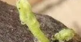 樹木回芽搶救措施需要綜合考慮各種因素