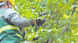 闡述綠化大樹移植修剪技巧
