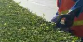 工廠不同區(qū)域如何進(jìn)行合理的綠化？