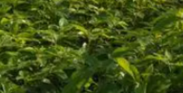 夏季如何保苗？這些方法可行性很高！