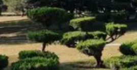 園林綠化樹木移植標(biāo)準(zhǔn)流程與注意事項