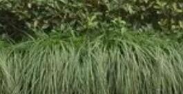 景觀綠化工程包括哪些方面的項(xiàng)目？