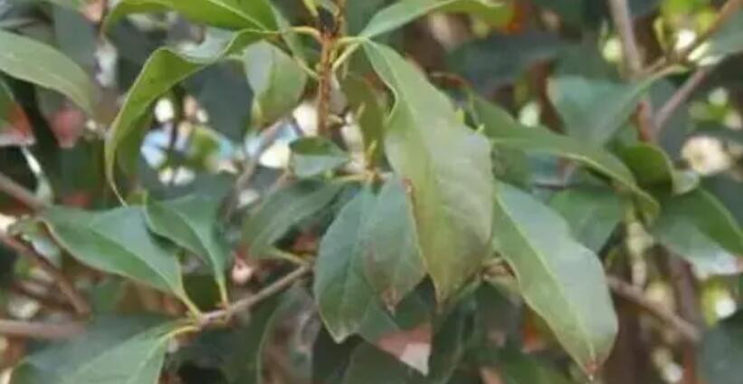 綠化苗木發(fā)黃癥狀，以及如何解救的方法
