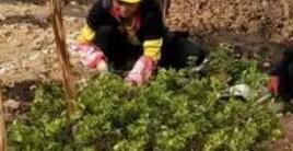 園林綠化工程的特色是以工程技術為手法