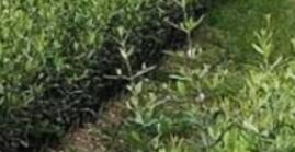 如何在園林綠化養(yǎng)護中讓花卉短期內不缺水？