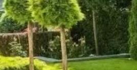 廣州園林景觀中植物設(shè)計應(yīng)注意什么？