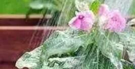 如何避免花卉積水爛根？花卉澆水的注意事項有哪些？