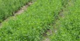 夏季苗木管理技術(shù)你了解的有多少？