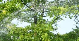 植物要想活的好，養(yǎng)護(hù)是關(guān)鍵