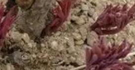 初春栽樹如何處理發(fā)根迅速？