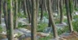 依據(jù)苗木種類不同種植深層也會(huì)有所不同