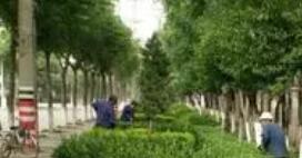 園林綠化養(yǎng)護(hù)植物的修剪工作壓力大嗎？