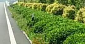 高速公路綠化的生態(tài)恢復(fù)與養(yǎng)護措施