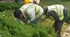 廣州園林養(yǎng)護(hù)對(duì)比較常見的苗木侵染性病害預(yù)防