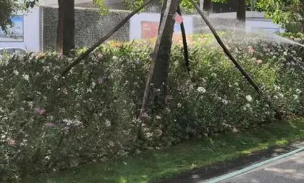地被植物的養(yǎng)護(hù)管理技術(shù)簡述