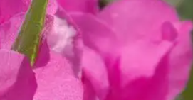 園林綠化如何讓花卉安全度夏？