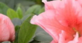 愛花，就別亂用水澆花