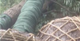 如何保證苗木從苗圃到種植地的生命力？