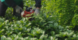 園林綠化綜合養(yǎng)護(hù)處理，才能使得園林景觀逐步抵達(dá)美滿的景觀功效