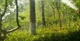 園林養(yǎng)護(hù)人員一定知道，夏季噴藥有“四忌”