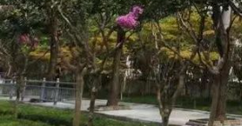 綠化養(yǎng)護(hù)中的花卉栽培與養(yǎng)護(hù)