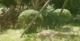 小區(qū)綠化的“三分種，七分養(yǎng)”
