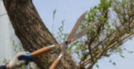 樹木砍伐涉及多個方面的影響和考慮因素