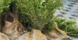 在苗木補(bǔ)種過(guò)程中，確保植物成活率是關(guān)鍵
