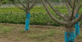 如何確保樹(shù)木的成活率和園林綠化景觀？