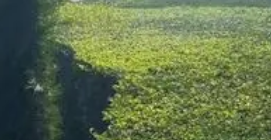 后期養(yǎng)護(hù)中水肥管理的具體策略是什么？